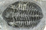 Bargain, Detailed Gerastos Trilobite Fossil - Morocco #363941-3